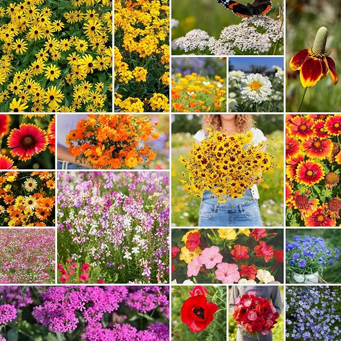 Eden Brothers Dry Area Wildflower Mixed Seeds for Planting, 5 lb, 2,400,000+ Seeds with Cosmos, African Daisy, Blue Flax | Attracts Pollinators, Plant in Spring or Fall, Zones 3, 4, 5, 6, 7, 8, 9, 10
