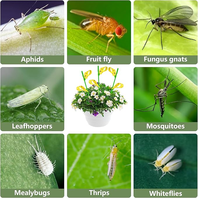 60PCS Yellow Sticky Traps for Plant Gnats Fungus Gnat Traps for House Indoor Fruit Fly Traps for Indoor/Outdoor Catcher for Whiteflies Mosquitoes Thrips Aphids... Stake Holders Included Dual-Sided