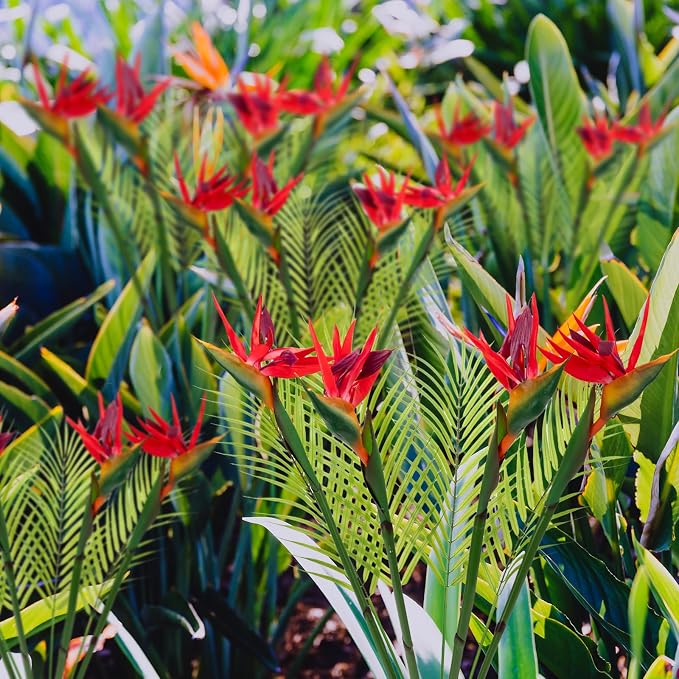 8 PCS Bird of Paradise Artificial Plant Combo Palm Leaves,4 Faux Bird of Paradise Plant with 4 Artificial Palm Leaves for Wedding Garden Office Home Indoor and Outdoor Decor(Red)