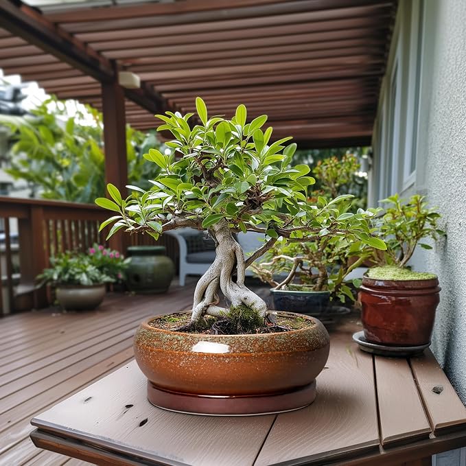 Bonsai Pots 13 Inch - Large Ceramic Succulent Planter for Indoor Outdoor, Round Shallow Planters with Drainage Hole and Saucer, Large Succulent Pots, Patio Decor, Garden Gifts, Retro Brown