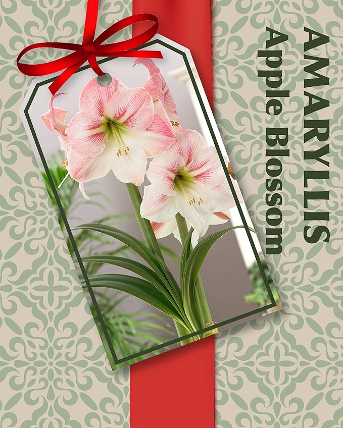 Amaryllis Kit: Apple Blossom + Plastic Pot & Soil - 26/28 cm Bulb - Netherland