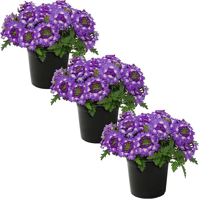 Live Flowering Verbena - Purple Bicolor (3 Plants Per Pack) - Healthy Flowering Plant - Beautiful Spring Color - 10" Tall by 5" Wide in 1Qt Pot