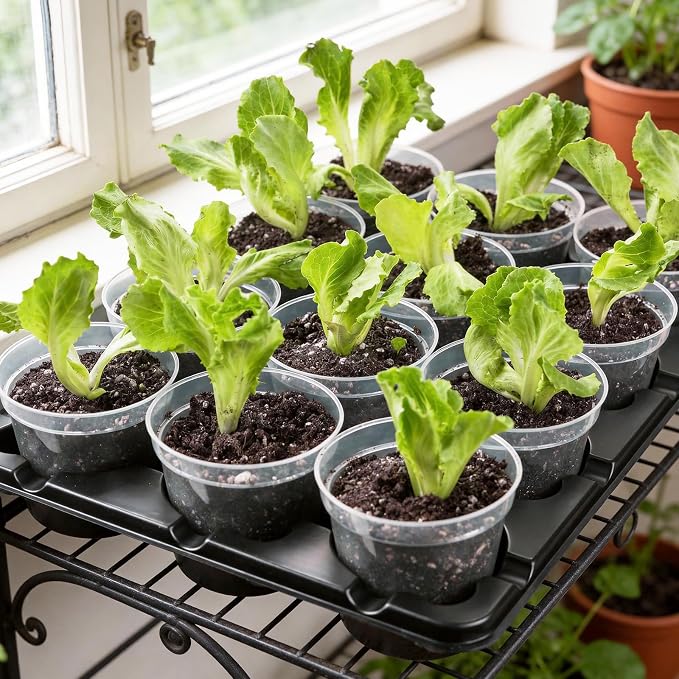 homenote 4 Inch Seed Starting Trays with Humidity Domes for Plants, 4 Pack 12-Cell Seedling Starter Trays, Plant Starter Germination Trays for Pots Seedlings for Indoor,4" Opening Compatible Pots