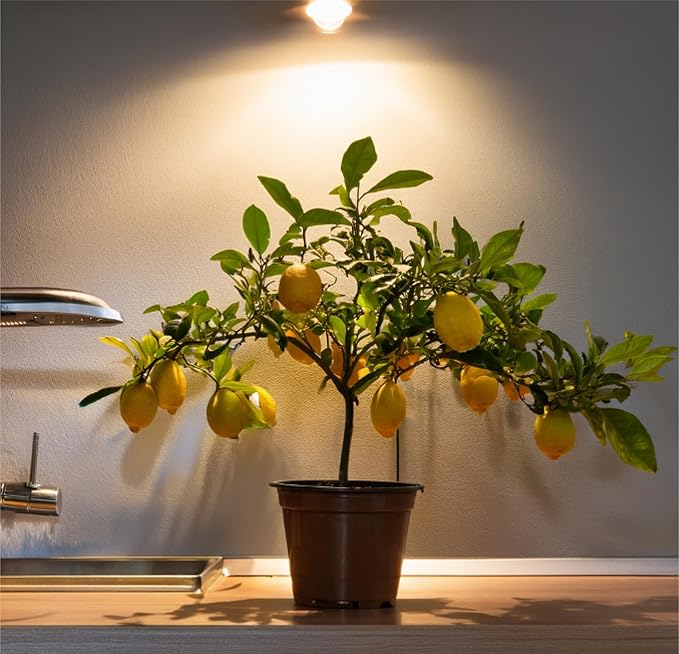 Miracle LED Citrus Tree Starter Grow Light Kit (Absolute Daylight Purple Spectrum Edition 2-Pack)