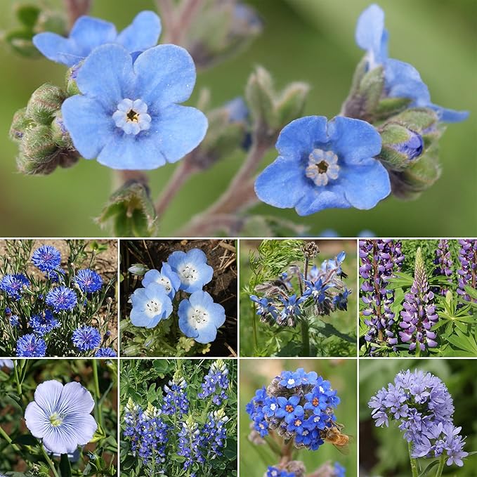Ferry-Morse Wildflower Seeds - Blue Mix, Non-GMO, Outdoor, Partial Sun, Wild Flowers - 1 lb - Other