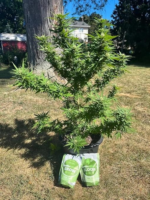 Reefertilizer® Grow and Bloom Bundle - Water Soluble Fertilizer & Micronutrients for Veg and Flower