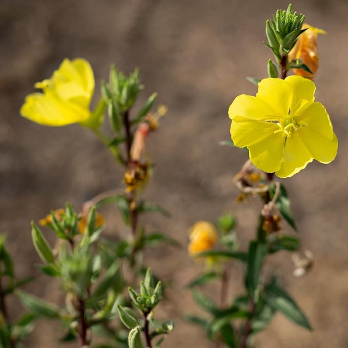 Plant Good Seed Organic Large Flowered Evening Primrose Seeds - Pack of 175, Heirloom Seeds for Planting Herbs, Flowers - Gardening Supplies, Herb Garden - Non-GMO, from USA