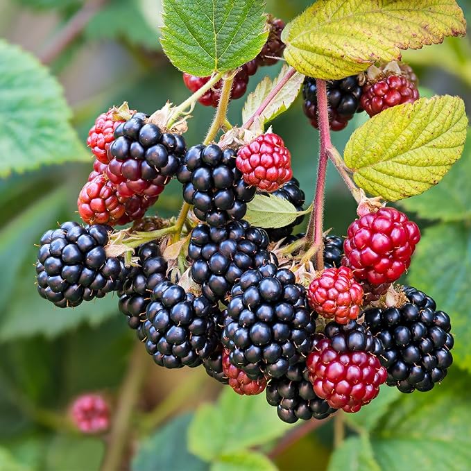 Prime-Ark Traveler Thornless BlackBerry in 1 Gallon Grower's Pot | Large Delicious Berries During Summer | Easy to Manage Garden Bushes