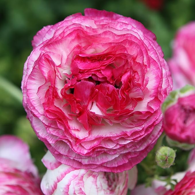 Votaniki Ranunculus Picotee Pink "Persian Buttercup" - Perennial Ranunculus Bulbs for Planting | Long Lasting Blooms - Easy to Grow and Low Maintenance (6 Pack)