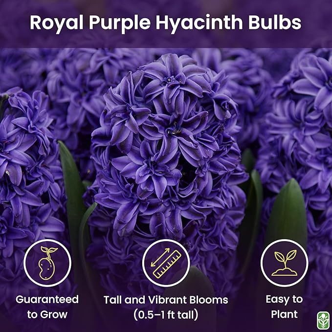 10 Royal Purple Hyacinth Bulbs - Peter Stuyvesant, 16-17 cm, Zones 4-10 (Pre-Chilling Required for Zones 8-10), Stunning Spring Blooms