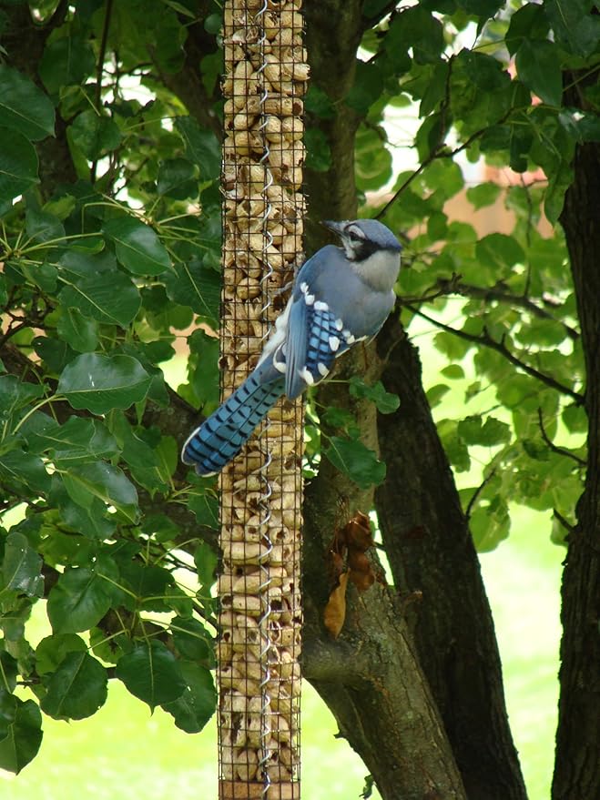 Backyard Birds Unlimited Cedar Whole in-Shell Peanut Outdoor Hanging Wild Bird Feeder Made in the USA-Medium 32" Inch