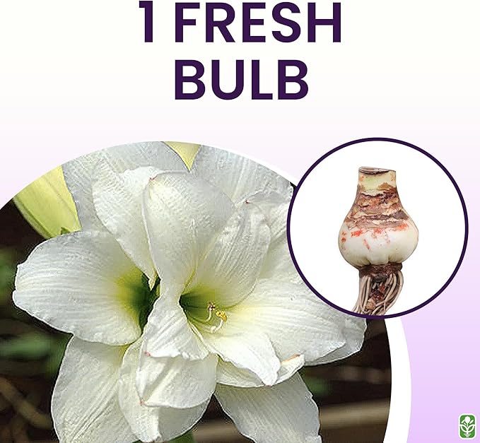 Alaska Triple White Amaryllis Bulb – Large Bulb for Planting, 4-8 Blooms, 16–24" Tall – Elegant Indoor & Outdoor Plant – Ideal for Seasonal Decor – Low-Maintenance Amaryllis Bulb (Not in Wax)