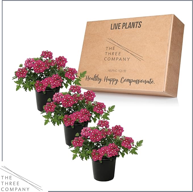 Live Flowering Verbena - Shades of Pink (3 Plants Per Pack) - Healthy Flowering Plant - Beautiful Spring Color - 10" Tall by 5" Wide in 1Qt Pot