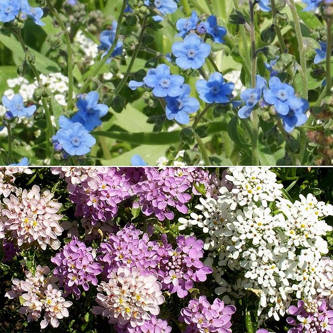Ferry-Morse Wildflower Seeds Mix - Non-GMO, Full Sun, Outdoor, Cut Flower Mix - 1 lb
