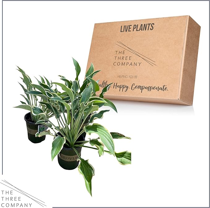 Live Perennial Hosta - Libby (3 Plants Per Pack), Beautiful Accent Plant, 10" Tall by 6" Wide in 1 Quart Pot (Pack of 2)