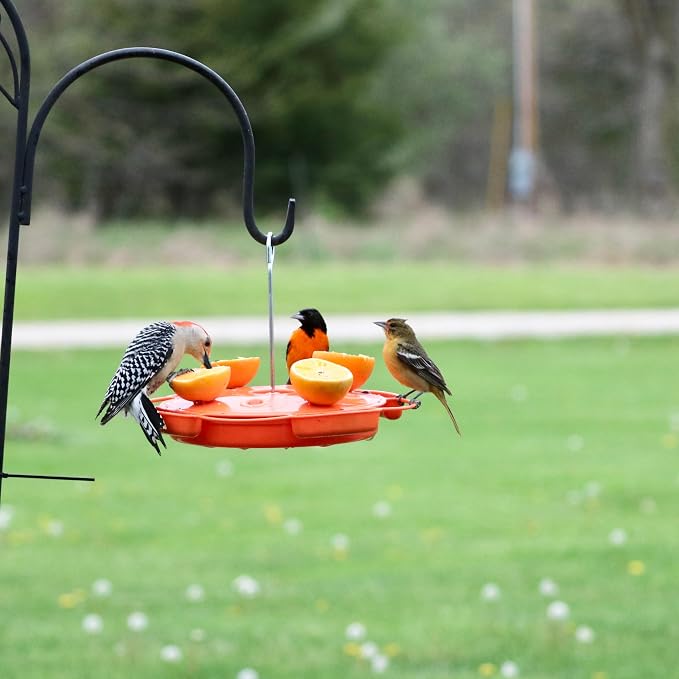 Songbird Essentials Ultimate Oriole Feeder, 32 oz, Orange, Holds Nectar, Jelly & 4 Orange Halves, Built-in Ant Moat