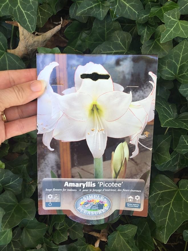 Picotee Amaryllis Bulb - Single Blooming Amaryllis, Easy to Grow Bulbs