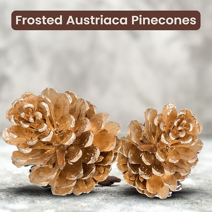 Natural Austriaca Pine Cones for Crafts - 2-3 Inch Real Pinecones for Christmas Decorating Ornaments, Holiday Decor Vase Filler - Rustic Woodland Dried Pine Cones - Set of 24 – GOLD PAINTED