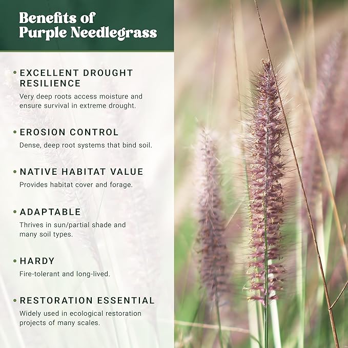 Nature’s Seed Purple Needlegrass, Native Perennial Wildflower Flower Seeds for Planting, Drought Tolerant, 0.25 lbs