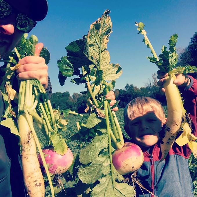 Hale Habitat & Seed Brassica Blend Food Plot Mix, 1/2 Acre, Highly Attractive Fall Food Plot