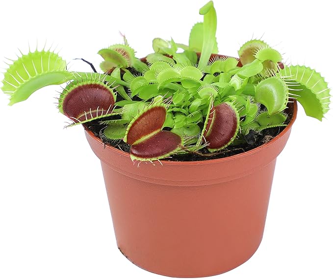 Non-Toxic Live Venus Fly Trap, Pet Safe Plant for Cats & Dogs, Dionaea Muscipula, Carnivorous Plants for Terrariums, Real Houseplants, Fun for Kids, 3 in. Pot