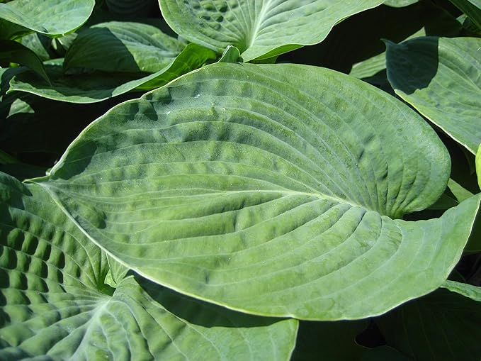 Hosta sieboldiana 'Elegans' (Hosta) Perennial, 1 - Size Container