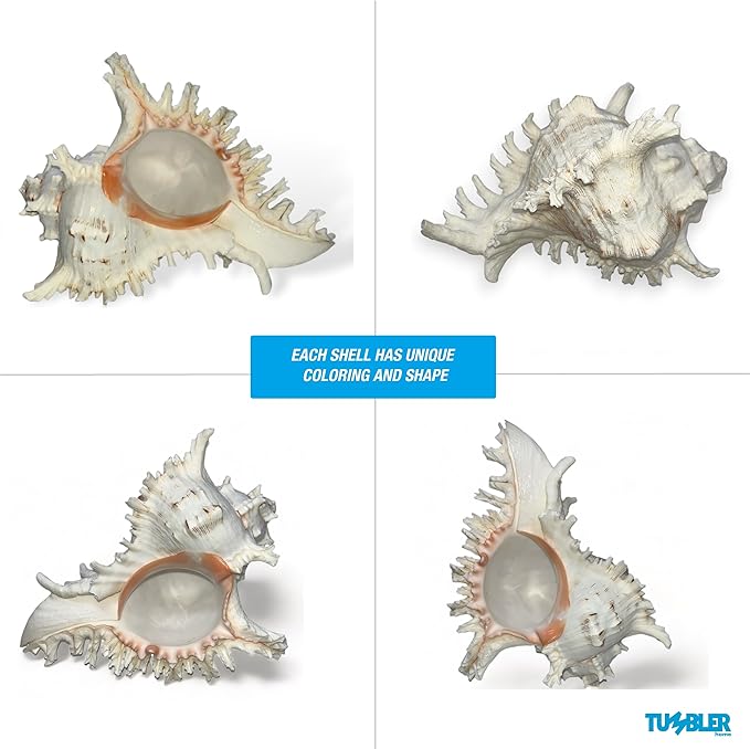 Tumbler Home Large Conch Sea Shells for Decorating or Fish Tank, Coastal & Nautical Decor, Air Plant Holder, Aquarium Ornaments, Big Sea Shell, Decorative Seashells, Beach Party Decor (Murex)