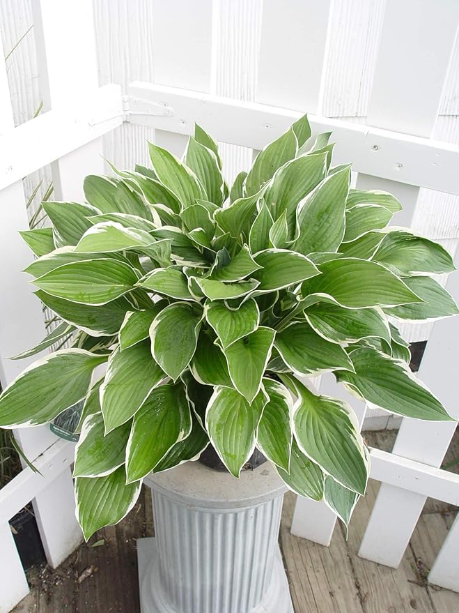 Hosta 'Francee' (Hosta) Perennial, dark green foliage with white edge, 1 - Size Container