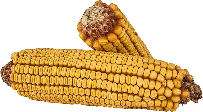 Kaytee Corn On The Cob Food for Wild Squirrels, Rabbits, Chipmunks and Other Backyard Wildlife, 6.5 Pound (Pack of 2)