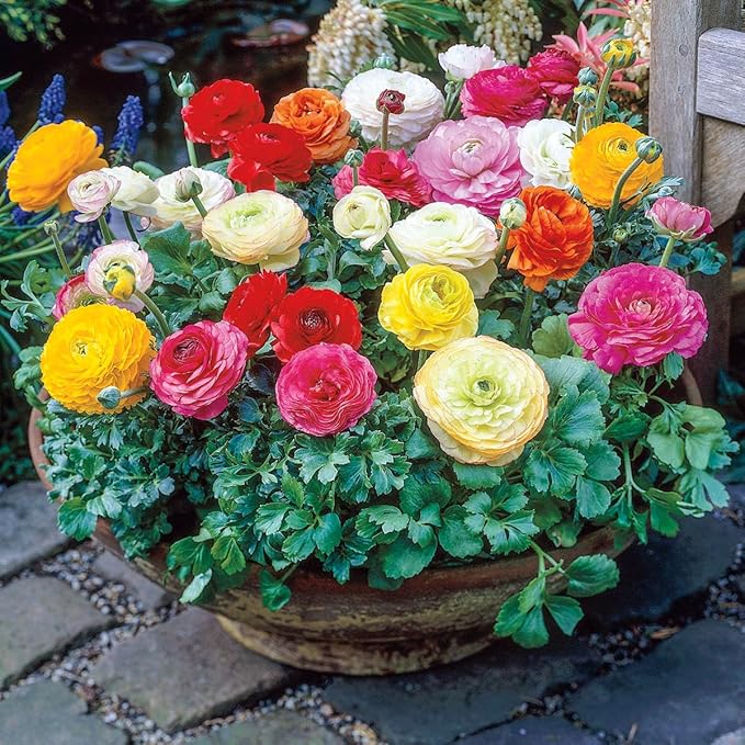 Direct Gardening - Summer Flowering Ranunculus, Multi-Colored Persian Buttercup Bulbs - 10 Dormant Bare Root Bulbs per Offer