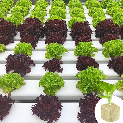 Halatool 1 Inch Rockwool Cubes Garden Rock Wool Stonewool Grow Cubes Starter Plugs for Hydroponics Soilless Cultivation Clone Plants Germination Start (6 Sheets, 300 Plugs in Total)