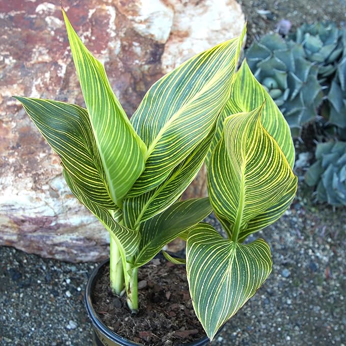 Variegated Canna Tropicana Lily 'Gold', Easy Cannas, Live Lilies for Garden, Striped Tropical Perennial Outdoor Plant, Blooms Orange & Yellow Flowers in 4 qt. Grower Pot by Plants for Pets
