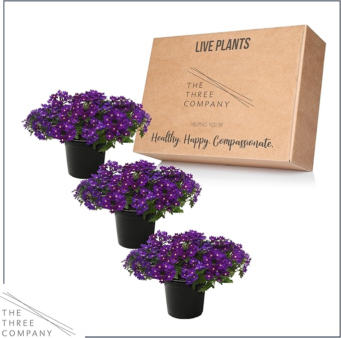 Live Flowering Verbena - Popping Purple (3 Plants Per Pack) - Healthy Flowering Plant - Beautiful Spring Color - 10" Tall by 5" Wide in 1Qt Pot