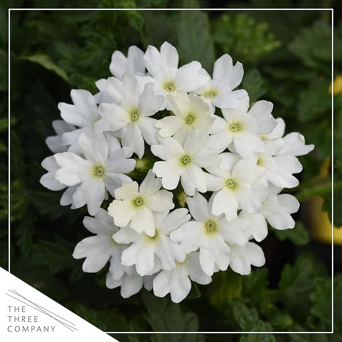 Live Flowering Verbena - White (2 Plants Per Pack) - Healthy Flowering Plant - Beautiful Spring Color - 10" Tall by 5" Wide in 1Qt Pot