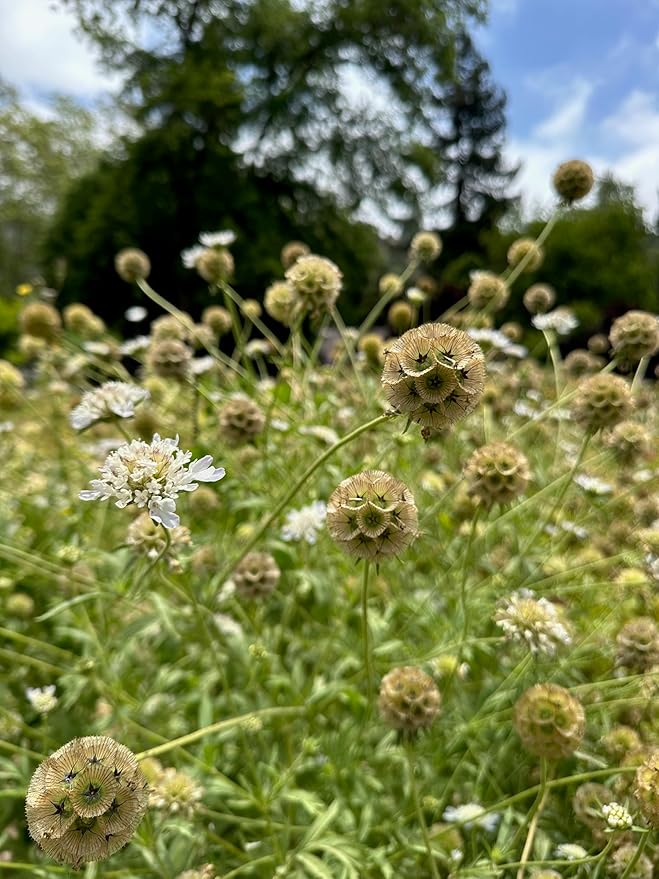 Plant Good Seed White Starflower Scabiosa Flower Seeds for Planting: Dried Bouquets, Brown Geometric Pods - 30 Seed Packet