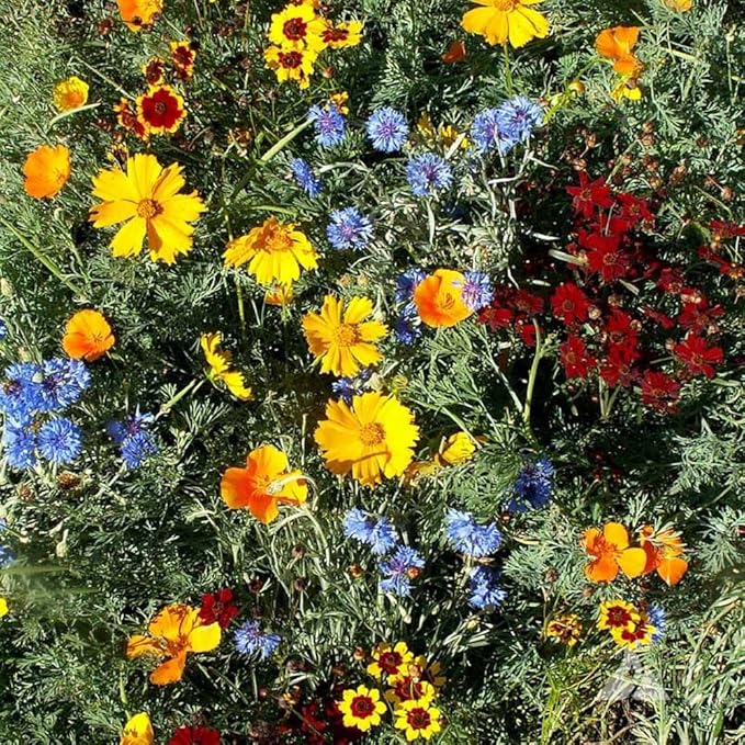 Outsidepride Low Growing Wildflower Seeds - 1 lb Dwarf, & Short, Diverse Perennial & Annual Wild Flower Seed Mix with Long Bloom Season for Colorful Display that Thrives on All States
