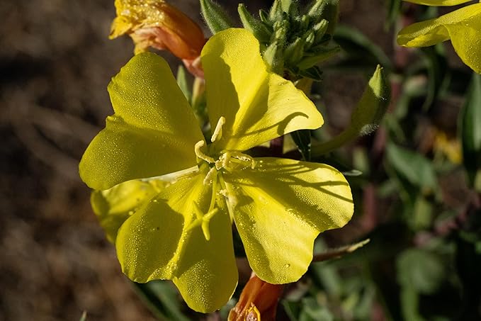 Plant Good Seed Organic Large Flowered Evening Primrose Seeds - Pack of 175, Heirloom Seeds for Planting Herbs, Flowers - Gardening Supplies, Herb Garden - Non-GMO, from USA