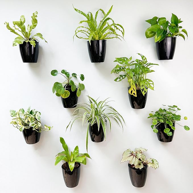 ShopLaLa Bundle- 1 Pack,23.6 Inch Wooden Plant Holder + 10 Pack, 4 Inch Black Self Watering Pot Wall Mount Hanging Indoor Hydroponic Garden Display Live Vertical Air Plant Succulent Frame Modern Decor