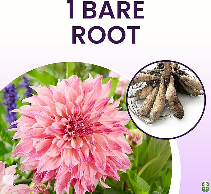 Café Au Lait Royal Dahlia - 5 Gallon Size Bare Root Tuber - Lavish Purple-Pink Blooms for Spring Planting 2025 - Large Tuber for Spectacular Gardens