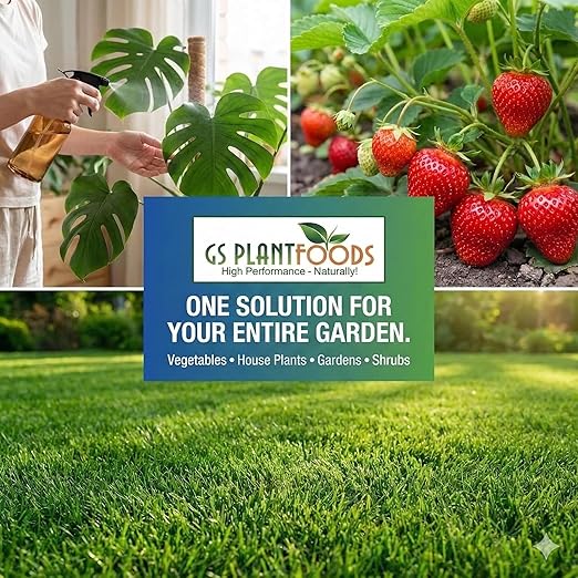 GS Plant Foods Liquid Fish & Kelp Fertilizer (275 Gallons) – Organic Material Review Institute Listed Natural Plant Food for Home Gardens, and Vegetables