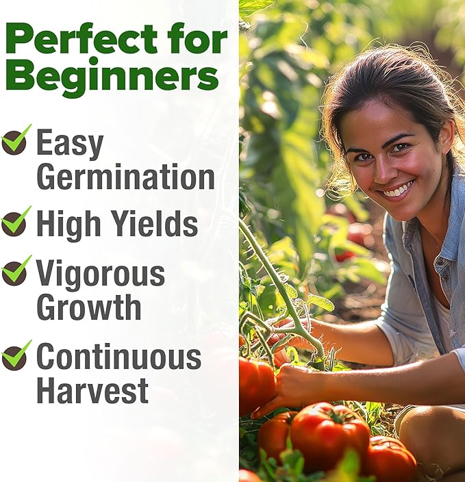 HOME GROWN Beefsteak Tomato Seed 2Pack - 600 Heirloom Tomato Seeds for Planting Outdoors High-Yield Non-GMO Vegetable Seeds for Growing Large, Meaty Tomatoes for Summer Dishes (Solanum lycopersicum)