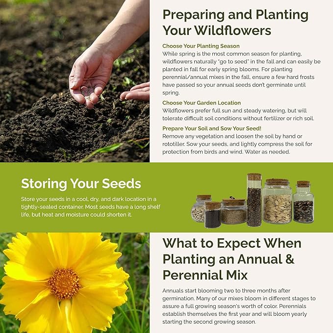 Eden Brothers Rhode Island Wildflower Mixed Seeds for Planting, 1/4 lb, 120,000+ Seeds with WallFlower, Sunflower | Attracts Pollinators, Plant in Spring or Fall, Zones