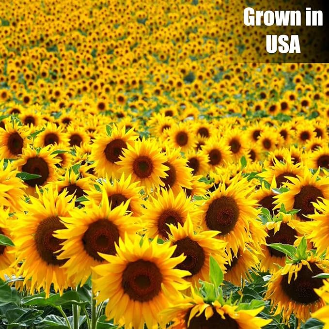 Old Potters Wildlife Striped Sunflower Seed for Wildlife Bird Feeding, Non-GMO and USA Small Farm Grown, 6 lbs