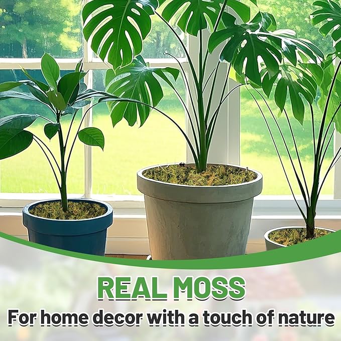 Alphatool 35oz Jumbo Pack Natural Green Moss for Crafts - Bulk Moss for Plants Indoor, Artificial Fairy Gardens, Mosswall, Filling Fake Plants, Floral Design, Home Decoration, Professional DIY Use