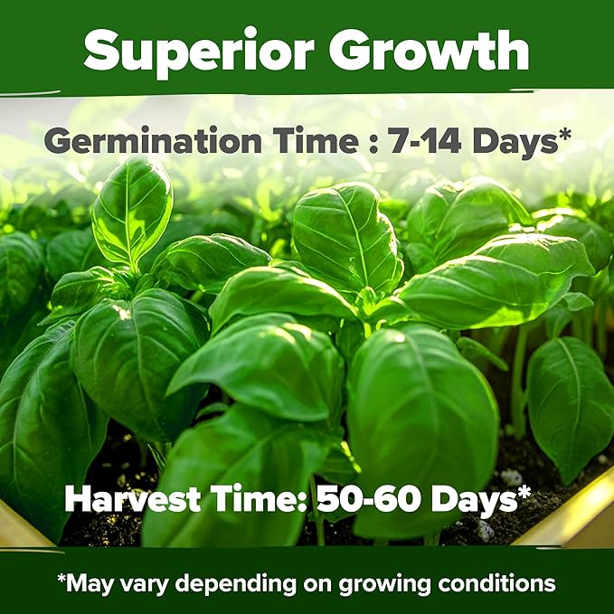 HOME GROWN Non GMO Genovese Basil Seeds Pack 1,750+ High Germination Heirloom Seeds (Ocimum basilicum) Herb Seeds for Planting Indoor & Outdoor Gardening, for Culinary Use