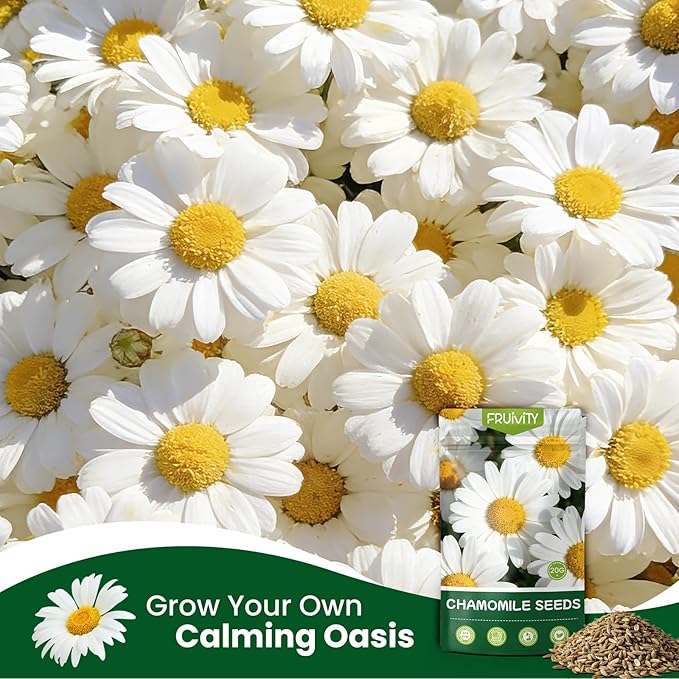 2300+ German Chamomile Seed Pack, Non GMO Heirloom Seeds for Planting, Herb Seed to Plant, Easy to Grow, High Germination, for Home Garden Indoor Outdoor