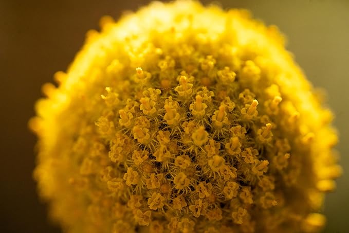 Plant Good Seed Organic Craspedia/Billy Buttons Seeds for Planting: Perennial Flower, Yellow Blossoms - 40 Seed Packet