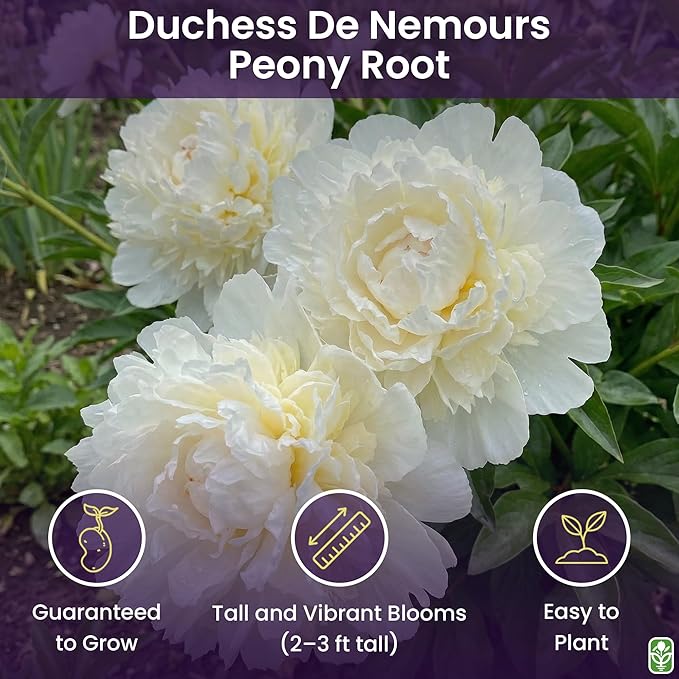 Duchess De Nemours Double White Peony Bulbs - Bare Root 3-5 Eyes, Delightful Fragrance | Peony Plants for Planting Outdoors