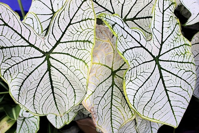 2 Emerald Veins Caladium Bulbs for Planting - Beautiful Leafs Stand Out - Does Well Indoors