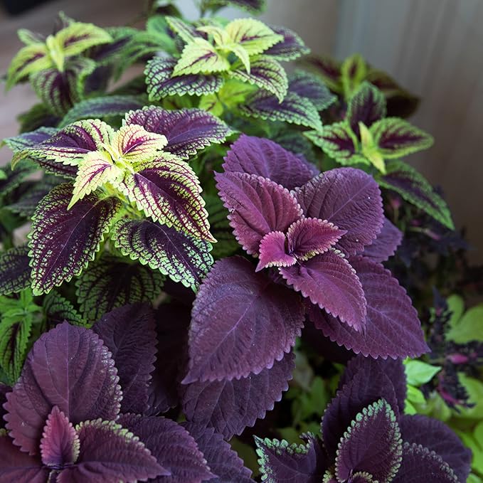 Park Seed Giant Exhibition Complete Mix Coleus Seeds, Large Multi-Colored Foliage on Compact Plants, Classic Victorian Houseplant or Shade Garden Accent, Pack of 20